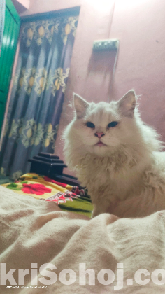 Persian cat